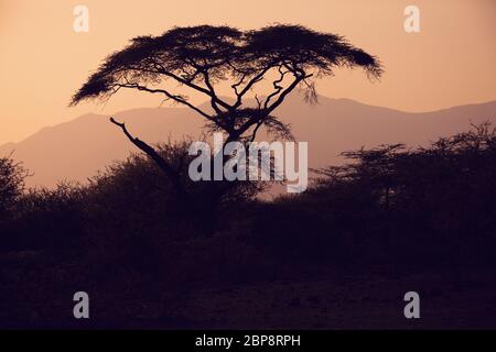 Acacia silhouette nel tramonto africano, inondato parte nazionale, Etiopia centrale, regione di Afar, Africa Foto Stock