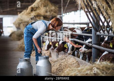 Donna operatrice con lattine che lavorano su fattoria diaria, l'industria agricola. Foto Stock