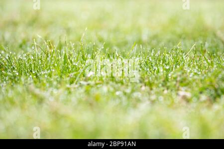 Rugiada mattutina, gocce d'acqua su erba fresca e verde tagliata. Spazio vuoto, spazio per la copia. Profondità di campo poco profonda. Foto Stock