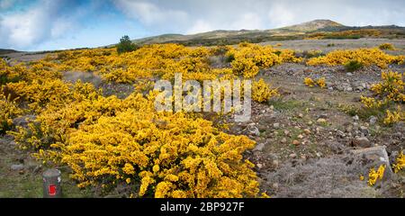 Genista giallo fiorente sull'altopiano Paul da Serra sull'isola di Madeira in Portogallo. Foto Stock