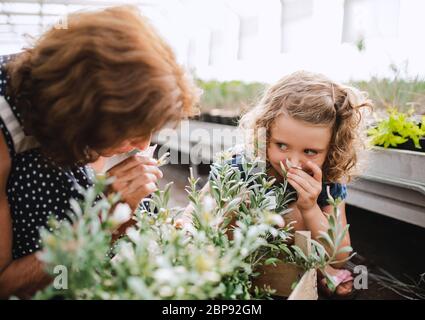 Bambina con nonna senior giardinaggio in serra. Foto Stock