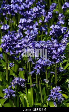 Il tappeto di Bluebells deve fiorire e impollinare mentre una luce sufficiente raggiunge il pavimento del bosco prima che il baldacchino di foglia riduce il sole Foto Stock