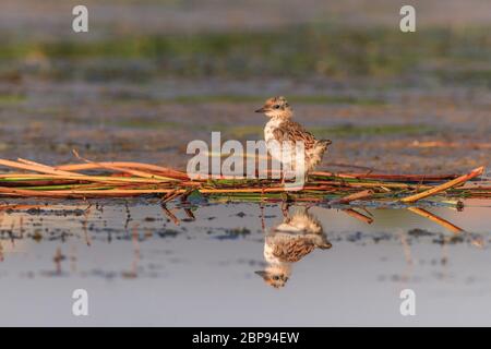 Bambino uccello di comune tern (Sterna hirundo) Foto Stock