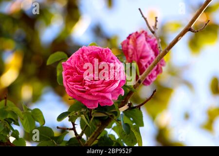 Rosa centifolia Provenza rosa o cavolo rosa rosa rosa rosa brillante primo piano Foto Stock