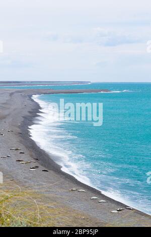 Le guarnizioni di tenuta di elefante su Caleta Valdes beach, Patagonia, Argentina. Fauna argentino Foto Stock