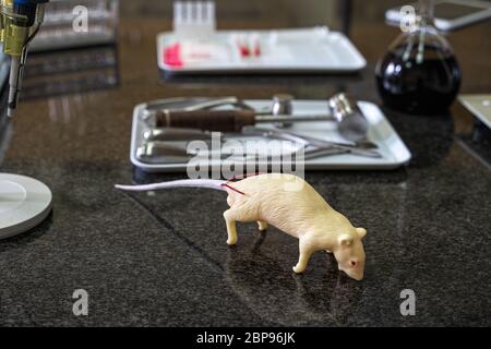 Laboratorio artificiale di ratto e di strumenti chirurgici impostato sul piano di lavoro di laboratorio, attrezzature da laboratorio e vetreria in background Foto Stock