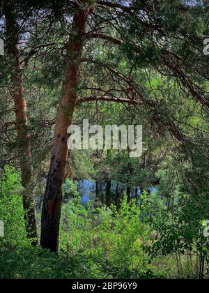 Riflesso del cielo blu nel fiume incorniciato da rami di pino e altri alberi. Molla. Foto Stock