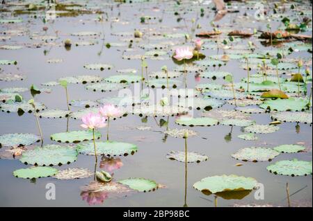 Nelumbo nucifera, fiori di loto che crescono in acqua, Cambogia, Sud-est asiatico Foto Stock