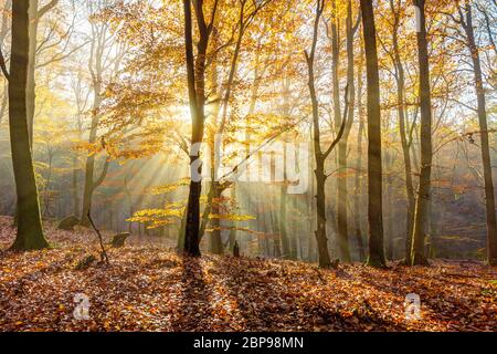 Romantiche travi a vista nella foresta autunnale nella brughiera di Lüneburg, Germania settentrionale Foto Stock