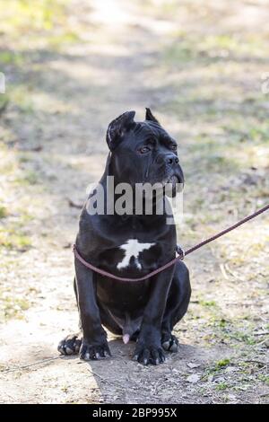 giovane cane della razza canna-corso su una passeggiata sul prato all'inizio della primavera Foto Stock
