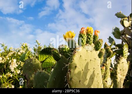 Giallo Ficodindia cactus fiorisce Foto Stock