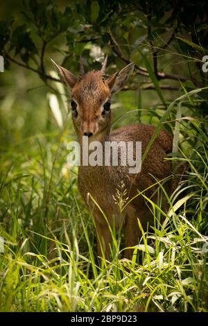 Un Kirk's dik-dik fronteggia la fotocamera da un posto all'ombra in erba lunga circondato da cespugli. Esso ha un rivestimento di colore marrone, due brevi corna e un pallido anello intorno th Foto Stock