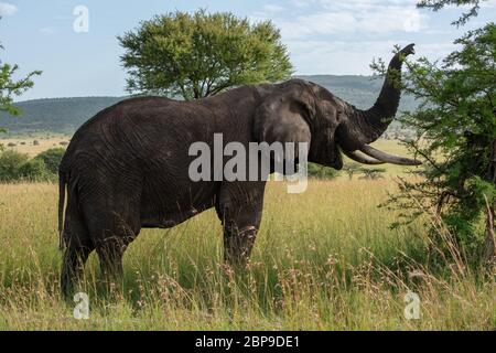 Elefante africano ascensori tronco mentre bussola di navigazione Foto Stock