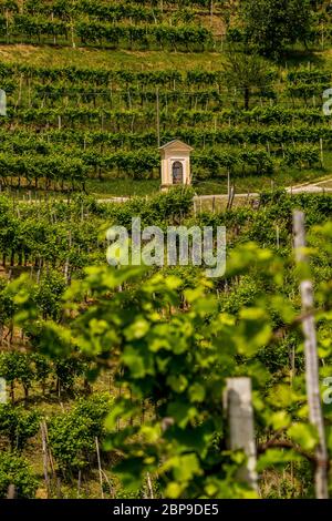 Pittoresche colline di vigneti del Prosecco spumante, regione a Valdobbiadene, Veneto, Italia. Foto Stock