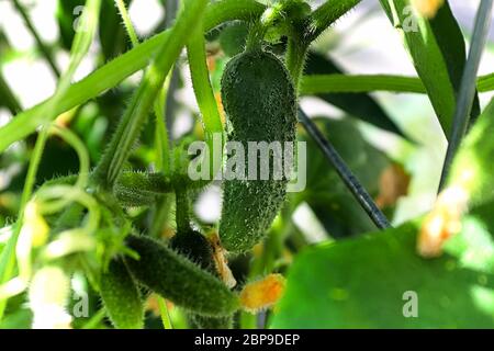 Un cetriolo appeso in una gabbia di fili. Foto Stock