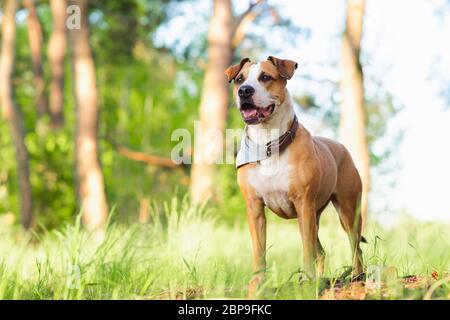 Avventura cane nella foresta, luminoso sole immagine illuminata. Staffordshire terrier mutt all'aperto, felice e sano concetto di animali domestici Foto Stock