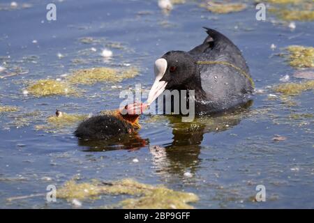 Il piede eurasiatico (Fulica atra) che alimenta un pulcino giovanile in acqua Foto Stock
