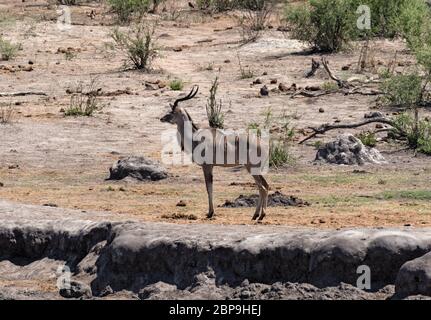 Kudu maggiore in Khaudum Parco Nazionale di Namibia Foto Stock