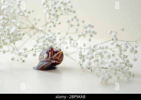 Achatin marrone scuro con una conchiglia a spirale si striscia tra i bellissimi fiori bianchi in una giornata luminosa e limpida. Estrema ravvicinato su muco macroricante e anti-agina Foto Stock