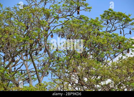 Treetop comprese partite di appoggio megabats visto in Sri Lanka Foto Stock