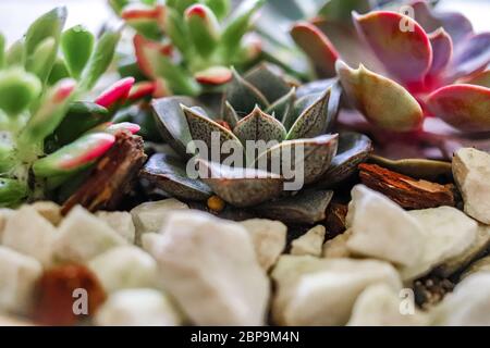 Belle succulente, rocce bianche e ciotola di legno Foto Stock