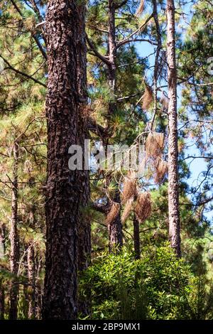 Alberi di conifere bruciati da fuoco sull'isola di Tenerife. La serie completa è disponibile presso il titolare del copyright. Foto Stock