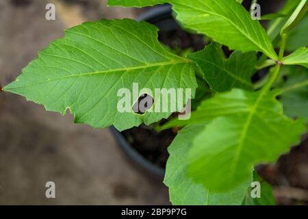 Danni da slug alle foglie di dahlia. Foto Stock