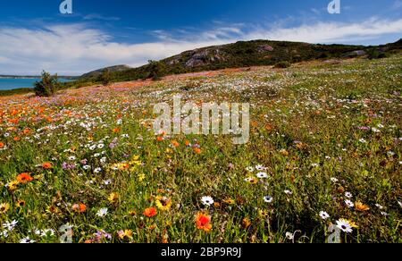 costa occidentale sud africa fiore paesaggio la costa occidentale Foto Stock