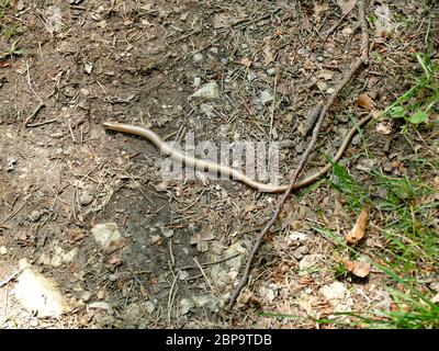 Blindworm europea su una strada Foto Stock