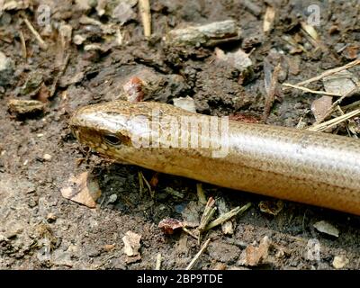 Blindworm europea su una strada Foto Stock