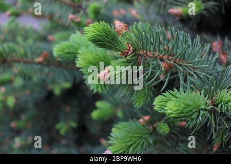 Fiori delle conifere (abete rosso, abete) chiamati strombili. Primo piano di un giovane tiro di un albero di conifere con piccoli coni verdi Foto Stock