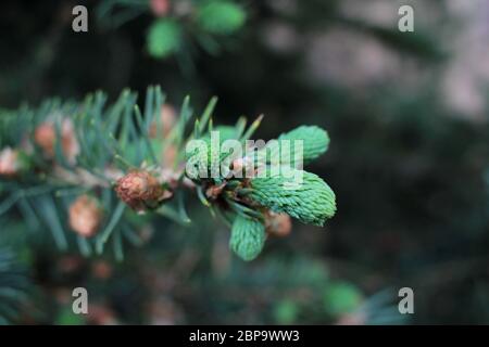 Fiori delle conifere (abete rosso, abete) chiamati strombili. Primo piano di un giovane tiro di un albero di conifere con piccoli coni verdi Foto Stock