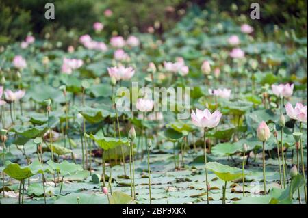 Nelumbo nucifera, fiori di loto che crescono in un laghetto, Cambogia, Sud-est asiatico Foto Stock