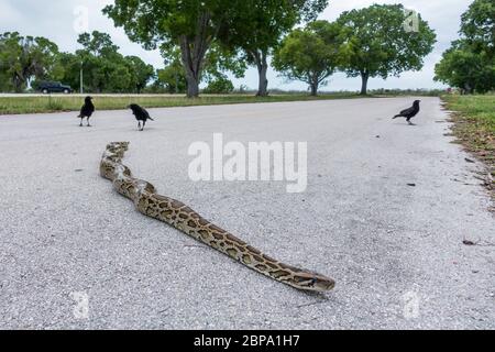 Un pitone birmano lungo sette piedi è molestato dai corvi mentre attraversa il parcheggio a Flamingo Marina, Everglades National Park, Florida, USA Foto Stock