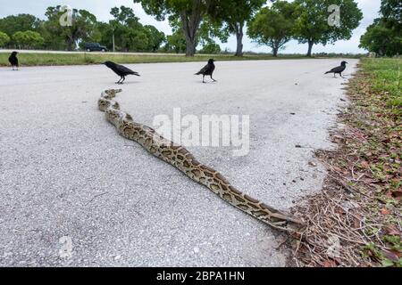 Un pitone birmano lungo sette piedi è molestato dai corvi mentre attraversa il parcheggio a Flamingo Marina, Everglades National Park, Florida, USA Foto Stock