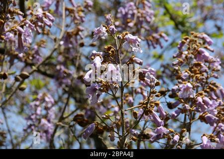 Fiori viola a forma di campana su un ramo di albero, cielo blu sullo sfondo Foto Stock