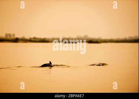 Uno scorcio dei delfini Irrawaddy, Orcaella brevirostris nel fiume Mekong a Kratie, Cambogia, Sud-est asiatico Foto Stock