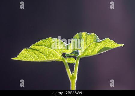 Pianta di fagiolo francese giovane (Phaseolus vulgaris) Foto Stock