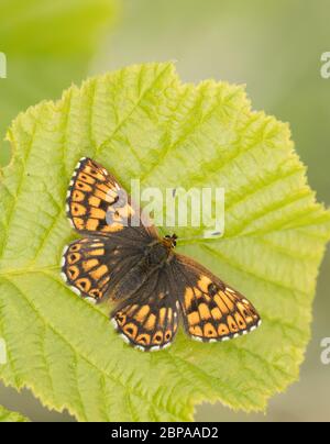 Un duca di farfalla di Borgogna (Hamearis lucina) che si basa su una foglia di nocciolo con le sue ali aperte, preso su Cleeve Hill, Cheltenham, Gloucestershire, Regno Unito Foto Stock