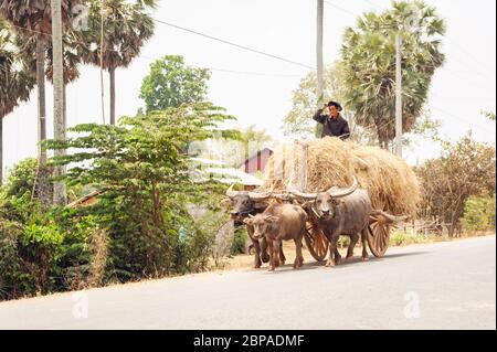 Bubalus bubalis, bufalo d'acqua che tira un carro di fieno, Provincia di Kampong Cham, Cambogia, Sud-est asiatico Foto Stock