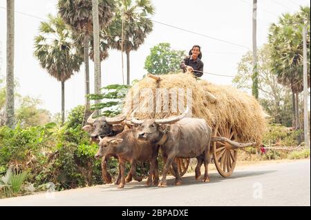 Bubalus bubalis, bufalo d'acqua che tira un carro di fieno, Provincia di Kampong Cham, Cambogia, Sud-est asiatico Foto Stock