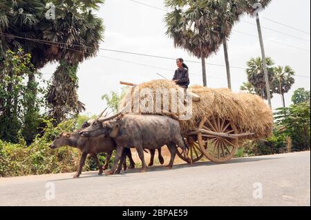 Bubalus bubalis, bufalo d'acqua che tira un carro di fieno, Provincia di Kampong Cham, Cambogia, Sud-est asiatico Foto Stock