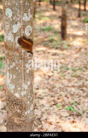 Incisioni nella corteccia di un albero di gomma, Hevea brasiliensis nella provincia di Kampong Cham, Cambogia, Sud-est asiatico Foto Stock