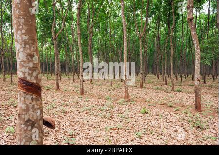 Incisioni nella corteccia di un albero di gomma, Hevea brasiliensis ad una piantagione di gomma nella provincia di Kampong Cham, Cambogia, Asia sudorientale Foto Stock