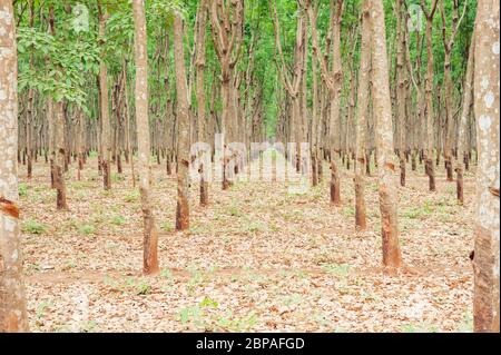 Piantagione di alberi di gomma nella provincia di Kampong Cham, Cambogia, Sud-est asiatico Foto Stock