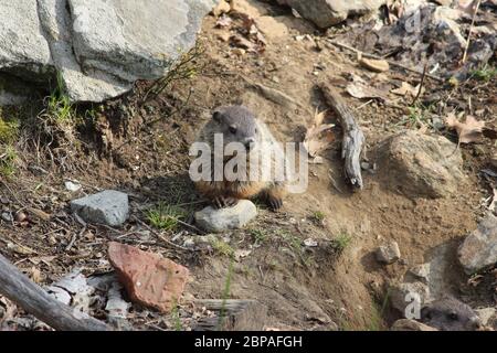 Giovane mandrino di legno che posa su una roccia Foto Stock