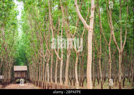 Capanna nel mezzo di una piantagione di alberi di gomma nella provincia di Kampong Cham, Cambogia, Sud-est asiatico Foto Stock