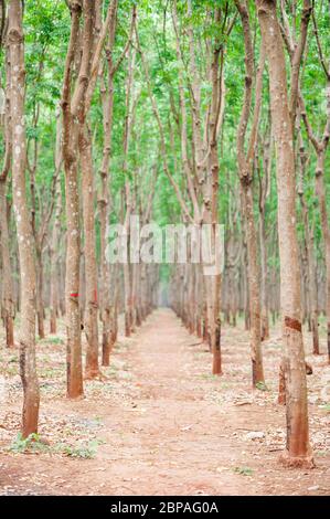 Piantagione di alberi di gomma nella provincia di Kampong Cham, Cambogia, Sud-est asiatico Foto Stock