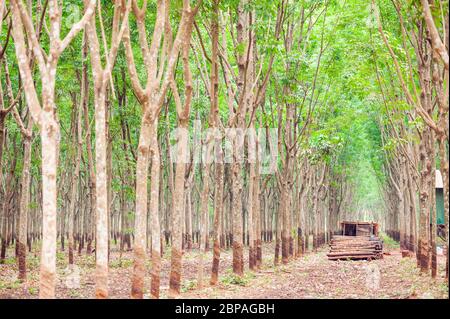 Capanna e tronchi in una piantagione di alberi di gomma nella provincia di Kampong Cham, Cambogia, Sud-est asiatico Foto Stock