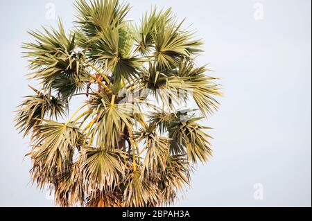 Frutto di Palmyra raccolto da un uomo cambogiano in cima a una palma. Fiabellifero Borassus. Provincia di Battambang, Cambogia, Sud-est asiatico Foto Stock